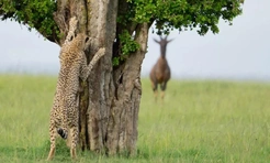 Самые смешные фото гепардов за всю историю комического конкурса Comedy Wildlife Photography Awards