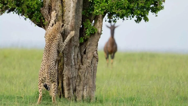 Самые смешные фото гепардов за всю историю комического конкурса Comedy Wildlife Photography Awards