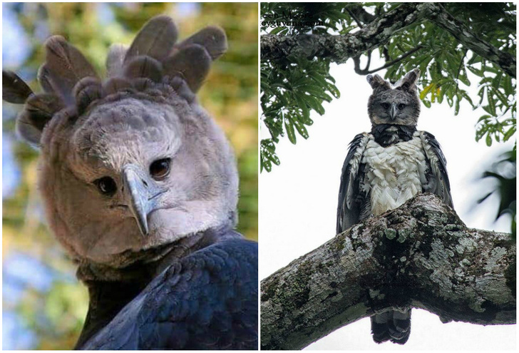 В Интернете обсуждают огромного орла, который выглядит как человек в костюме