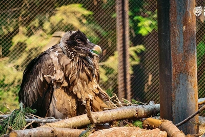 В Новосибирском зоопарке вылупился птенец бородача