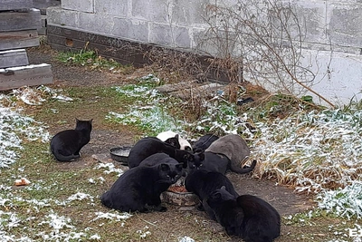 Кошки выиграли суд у управляющей компании