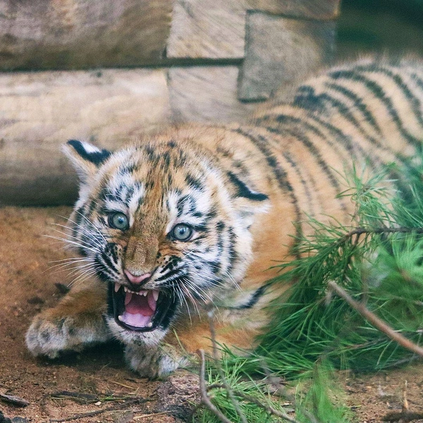 Источник: пресс-служба Департамента культуры города Москвы