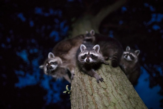 Источник: Jan Piecha / GDT Nature Photographer of the Year