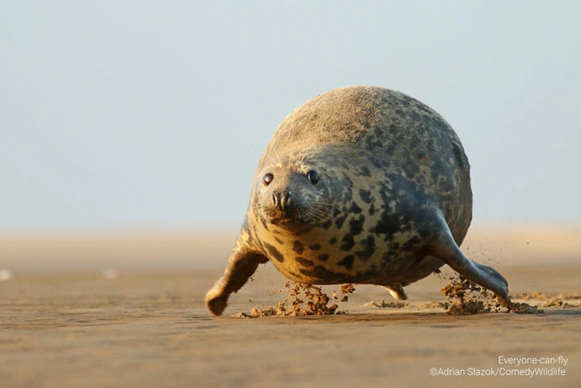 Источник: Adrian Slazok / Comedy Wildlife Photo Awards