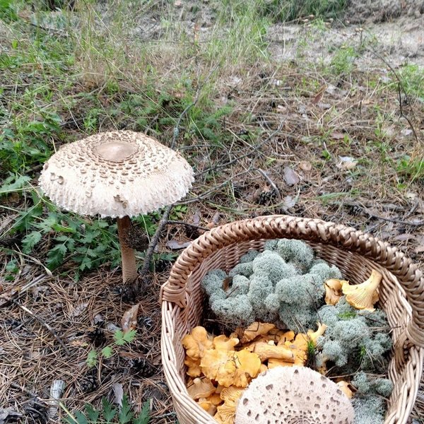 Источник: Наташа Башарова