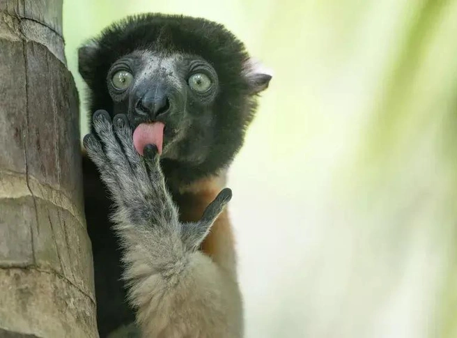 Источник: Lilana Luca / Nikon Comedy Wildlife Awards