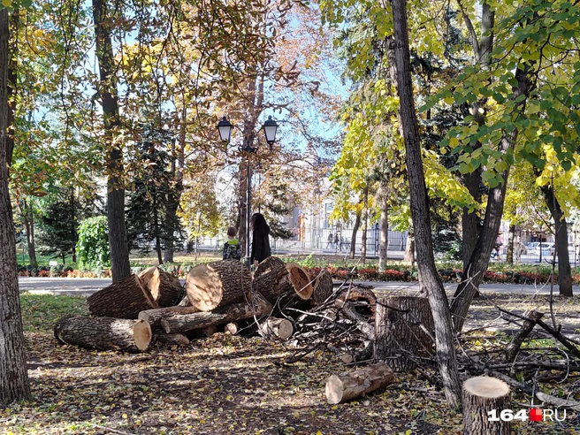 Осенний пейзаж с пеньками. | Источник: Сергей Гендин / 164.RU