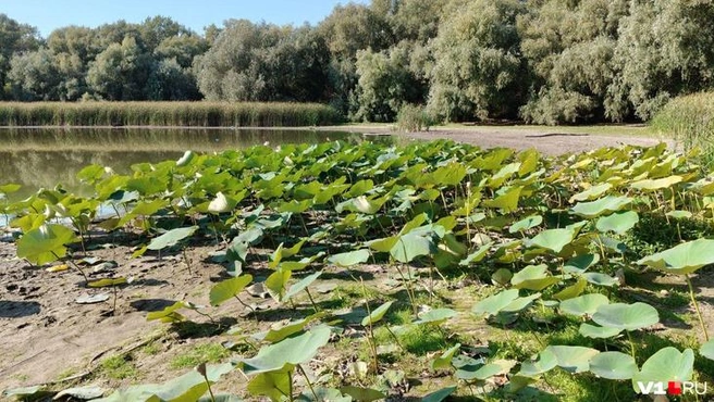 Взгляните, сколько лотосов остались без воды… | Источник: Мария Умнова / V1.RU