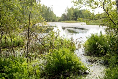 Пруд Школьный в Самарской области расчистят от ила