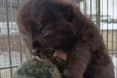 В барнаульском зоопарке родился котёнок леопарда