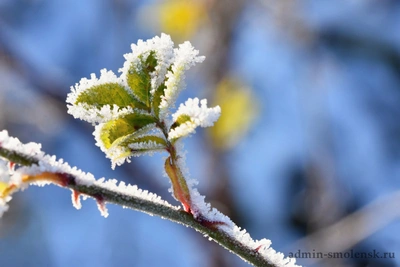 Заморозки до -2°C прогнозируют в Смоленской области