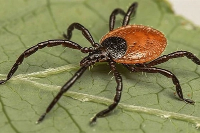 Сахалинцам напомнили о мерах защиты от клещей