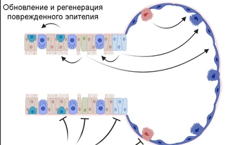 Стволовые клетки могут быть чувствительны к SARS-CoV-2