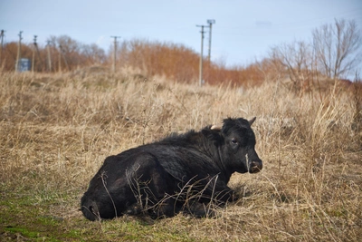 Карантин в хуторе Шохинском из-за бруцеллеза
