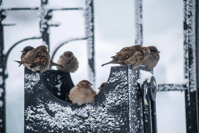 Scientists explain severe frosts in Irkutsk during Epiphany
