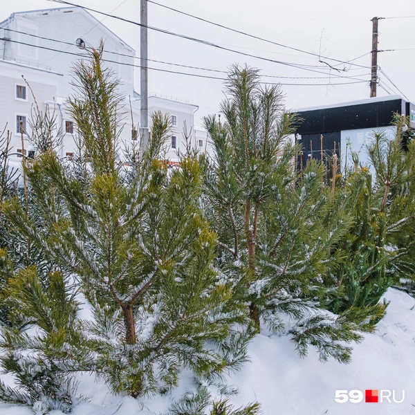 Источник: Тимофей Калмаков / 59.RU