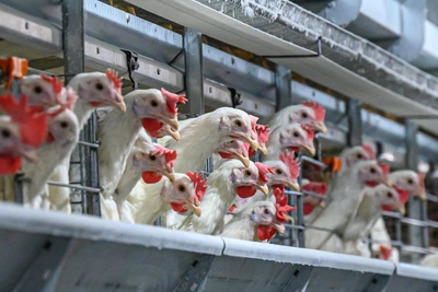 Зауралье: больше птицы, меньше яиц и коров за год