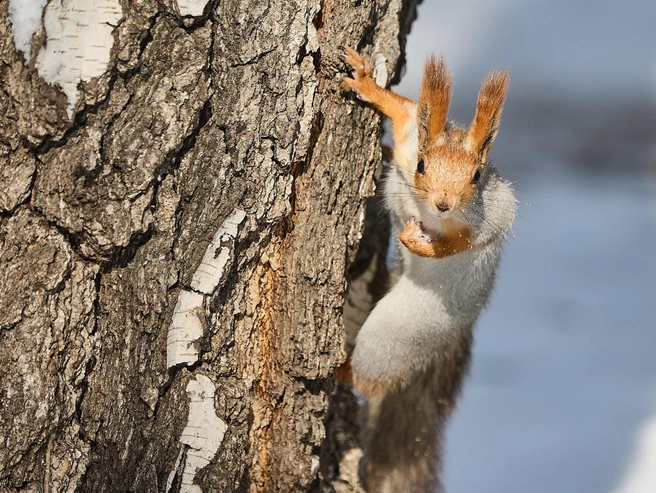 В ближайшие дни осадков не предвидится | Источник: Фото: Александр Ощепков / NGS.RU