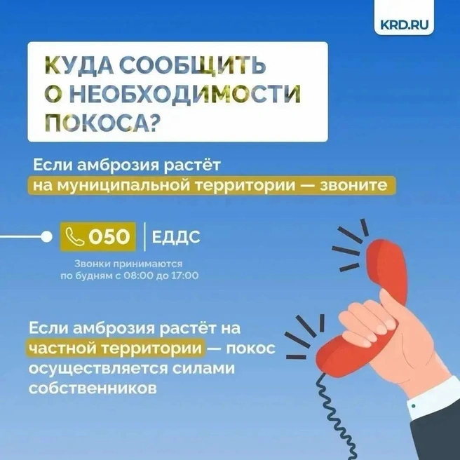 Если заметили кусты амброзии, обратитесь в администрацию | Источник: Krd.ru