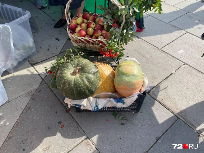 Тыквы поменьше продают за 100 рублей, побольше&nbsp;— за 200 рублей | Источник: Радик Енчу / 72.RU