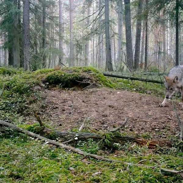 Источник: Каждой твари по паре / Телеграм