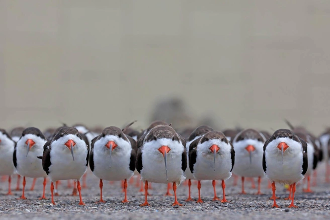 Источник: Jens Kaehlert / GDT Nature Photographer of the Year