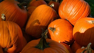 Когда убирать тыкву с огорода: советы для сладкого урожая