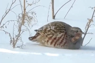 Серые куропатки в Новосибирске страдают от мороза и нехватки еды