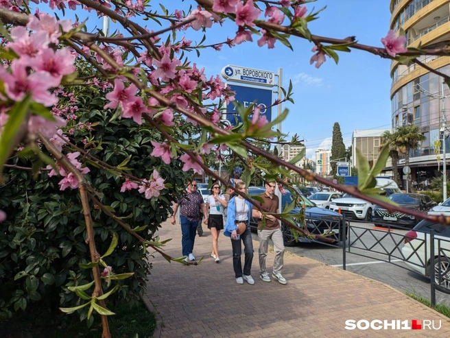 В марте алыча и черешня уже цветут | Источник: Оксана Витязь / SOCHI1.RU