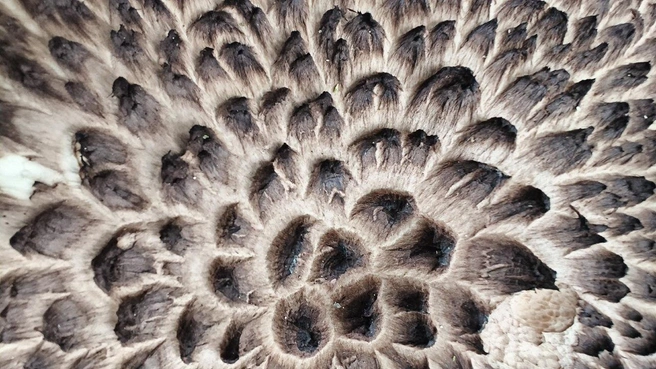 Подрался — и тут же подкрепился. Гриб лось вырос на поле боя лосей  | Источник: Павел Глазков / «Каждой твари по паре» 