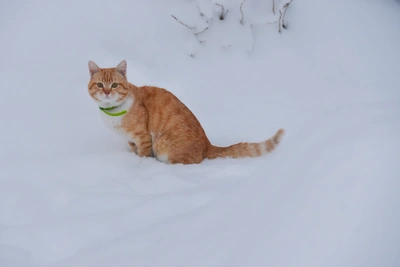 В Архангельской области похолодает в субботу