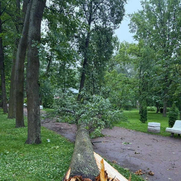 Источник: Комитет по благоустройству СПб