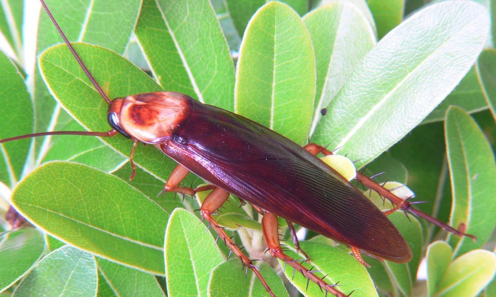 В Сочи начали распространяться гигантские тараканы | Публикации ...