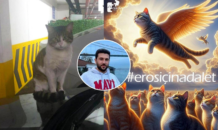 «Мы не хотим жить рядом с живодером!»: Турция кипит от возмущения после убийства кота Эроса