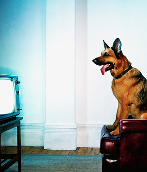Что видят собаки и кошки, когда смотрят телевизор