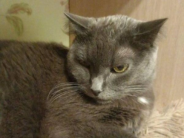 Отдельные питомцы явно не рады похолоданию, что читается по их мимике. | Источник: читательница НГС Лариса