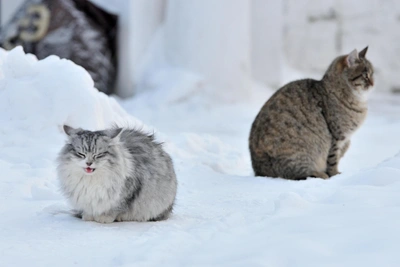 Even the Cold Pole Was Warmer in January