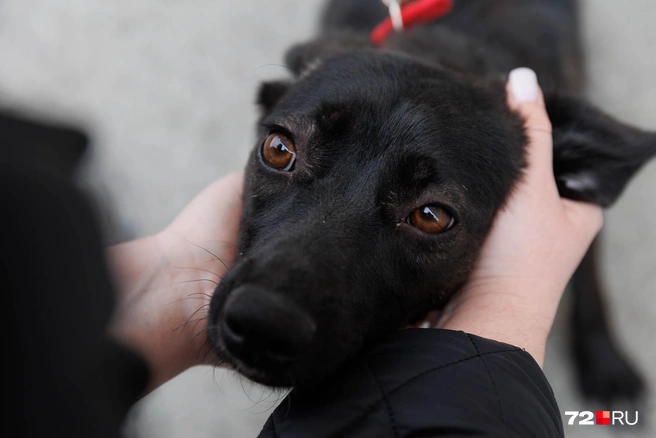 А это трехлапое очаровательное создание Япи до сих пор в поиске теплых рук и добрых глаз | Источник: Ирина Шарова / 72.RU