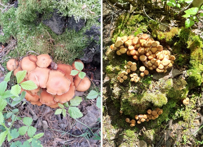 В лесах уже можно собирать опята | Источник: Михаил Чернышев / «Грибы. Грибники Омска и Омской области» / Vk.com