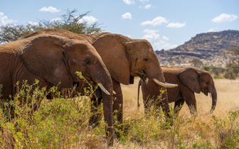 Слоны одомашнили сами себя: что это говорит нам о добродушных гигантах?