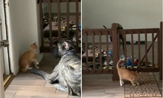 Кошка виртуозно заманивает собаку в ловушку и закрывает выход (видео)