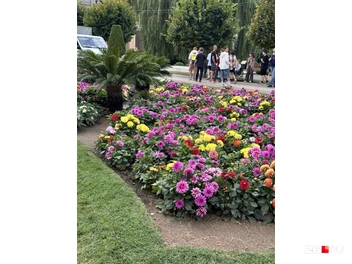 Яркие клумбы | Источник: Екатерина