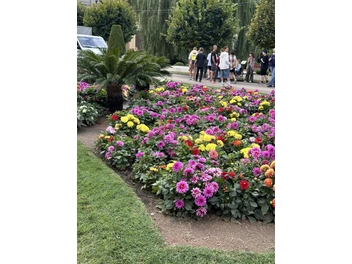 Яркие клумбы | Источник: Из личного архива Екатерины