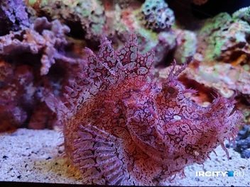 В океанариуме в Бангкоке около 30 тысяч обитателей | Источник: Алина Ринчино / «ИрСити»