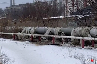 В Волгограде стая собак напала на человека