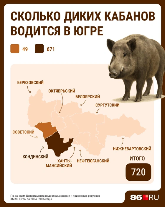 Дикие кабаны водятся только в двух районах ХМАО | Источник: Серафима Пантыкина / Городские медиа