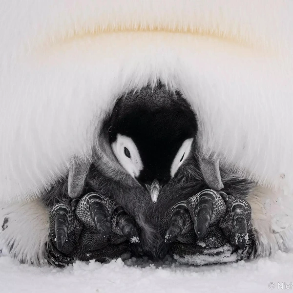 Финалист в номинации «Животные в дикой природе» | Источник: Nicholas Cullen / Australian Geographic Nature Photographer 2025