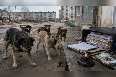 В Борзе возбудили дело после нападения собаки на школьника
