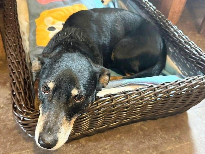 Пончик громко лает на грозу | Источник: читательница НГС