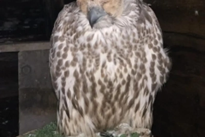 Осуждены за незаконную добычу краснокнижных птиц на Камчатке